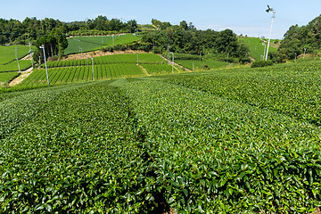 Image showing Fresh tea meadow