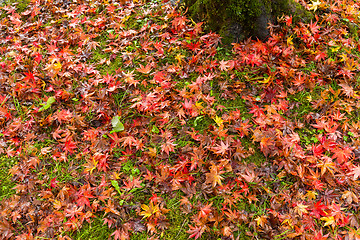 Image showing Maple leaves on the ground