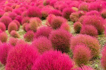 Image showing Red Bassia scoparia field