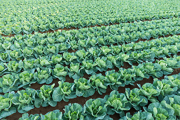 Image showing Green vegetable farm