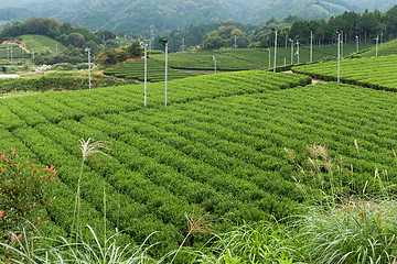 Image showing Green tea field