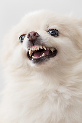 Image showing White pomeranian getting angry