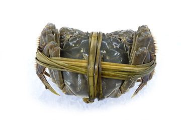 Image showing Raw shanghai hairy crab 