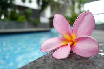 Image showing Plumeria flower on ceramic tile border of swimming pool