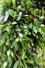 Image showing Parasite plant on a tree