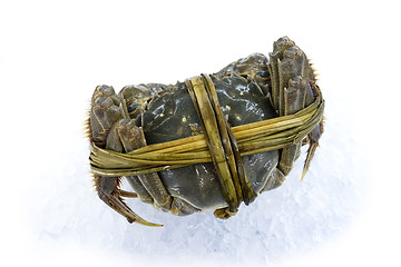 Image showing Raw shanghai hairy crab