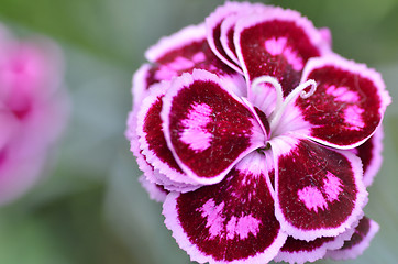 Image showing Pink carnation flower in garden
