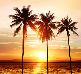 Image showing palms at sunset 