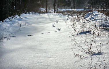 Image showing Animal Tracks In The Snow