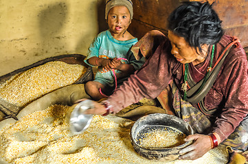 Image showing Grains of corn in Nepal