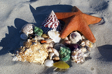 Image showing Shells