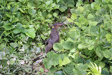 Image showing Monitor lizard