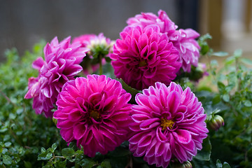 Image showing Dahlia