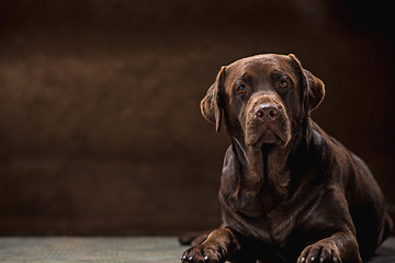 Image showing The portrait of a black Labrador dog taken against a dark backdrop.