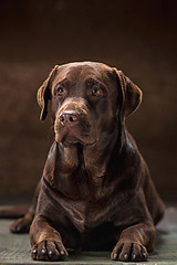 Image showing The portrait of a black Labrador dog taken against a dark backdrop.