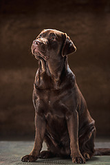 Image showing The portrait of a black Labrador dog taken against a dark backdrop.