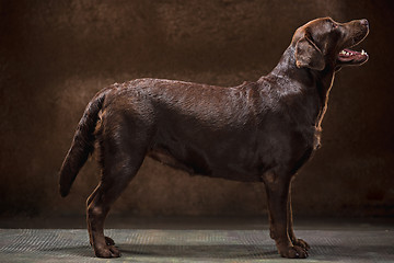 Image showing The portrait of a black Labrador dog taken against a dark backdrop.