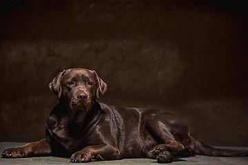 Image showing The portrait of a black Labrador dog taken against a dark backdrop.