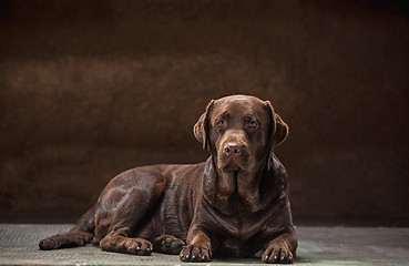 Image showing The portrait of a black Labrador dog taken against a dark backdrop.