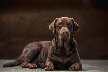 Image showing The portrait of a black Labrador dog taken against a dark backdrop.