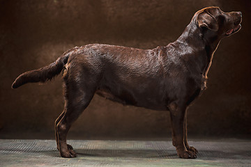 Image showing The portrait of a black Labrador dog taken against a dark backdrop.