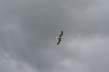 Image showing Seagull in stormy weather