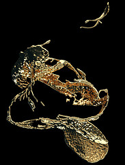 Image showing Liquid gold or oil splashes isolated on black