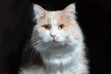 Image showing Frontal Portrait of a ginger white cat on a black background...