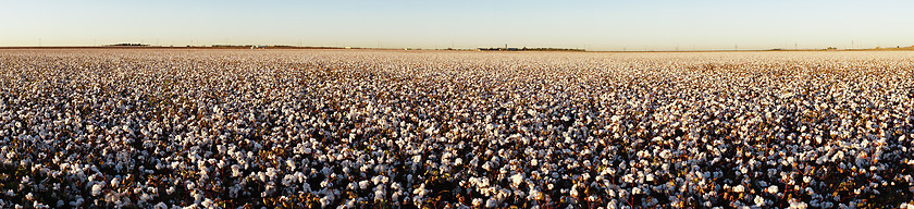 Image showing Cotton plants appear in neat rows on a Texas plantation