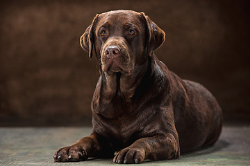 Image showing The portrait of a black Labrador dog taken against a dark backdrop.