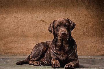 Image showing The portrait of a black Labrador dog taken against a dark backdrop.