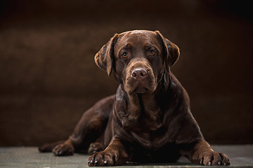 Image showing The portrait of a black Labrador dog taken against a dark backdrop.