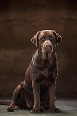 Image showing The portrait of a black Labrador dog taken against a dark backdrop.