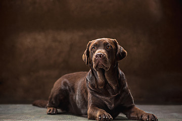 Image showing The portrait of a black Labrador dog taken against a dark backdrop.