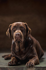 Image showing The portrait of a black Labrador dog taken against a dark backdrop.