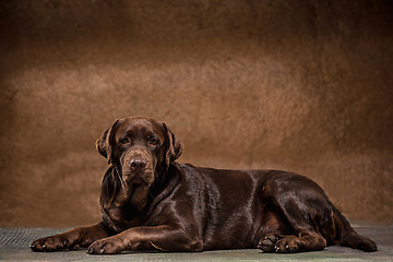 Image showing The portrait of a black Labrador dog taken against a dark backdrop.