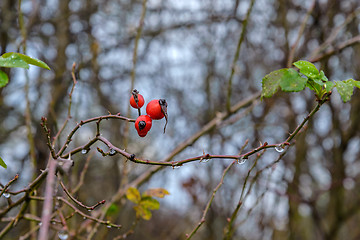 Image showing Berries hips