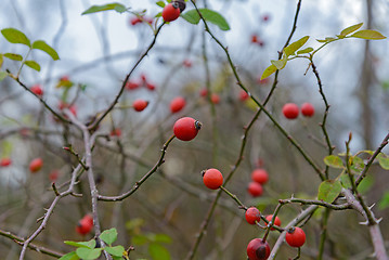 Image showing Berries hips