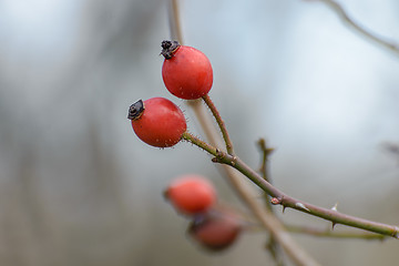 Image showing The berries hips