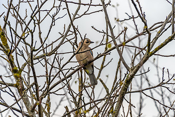 Image showing Jay on a branch