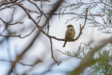 Image showing Sparrow on a branch