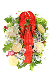 Image showing orange lobster isolated