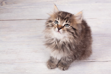 Image showing Young fluffy kitten