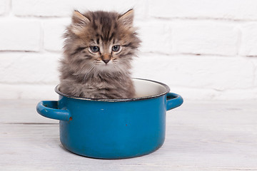 Image showing Young fluffy kitten in the pot