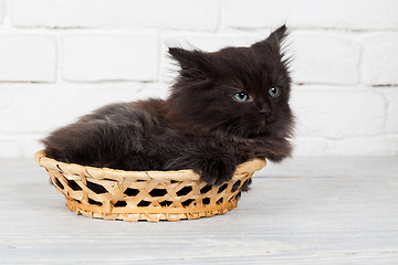 Image showing Young black fluffy kitten in the basket