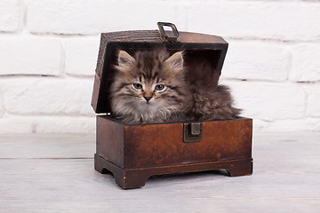 Image showing Young fluffy kitten in the chest