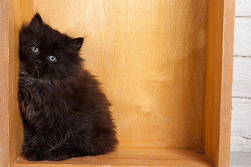 Image showing Young black fluffy kitten