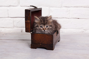 Image showing Young fluffy kitten in the chest