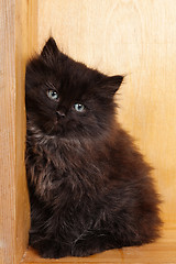 Image showing Young black fluffy kitten