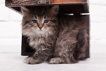 Image showing Young fluffy kitten in the chest